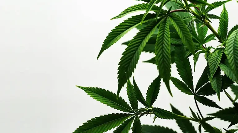 Cali Stecklinge kaufen – gesunde, kräftige Cannabis Pflanzen mit exklusiver US-Genetik