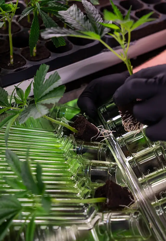 Cannabis Stecklinge im praktischen Set zum sparen