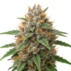Cinderella Jack Autoflower