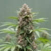 Gorilla Glue Autoflower 🇺🇸