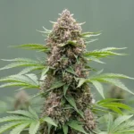 Gorilla Glue Autoflower 🇺🇸