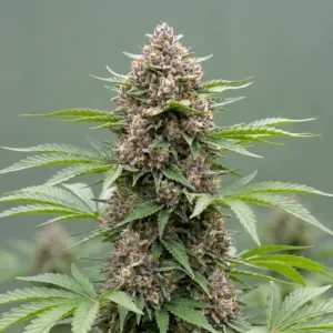 Gorilla Glue Autoflower Strain Cannabispflanze