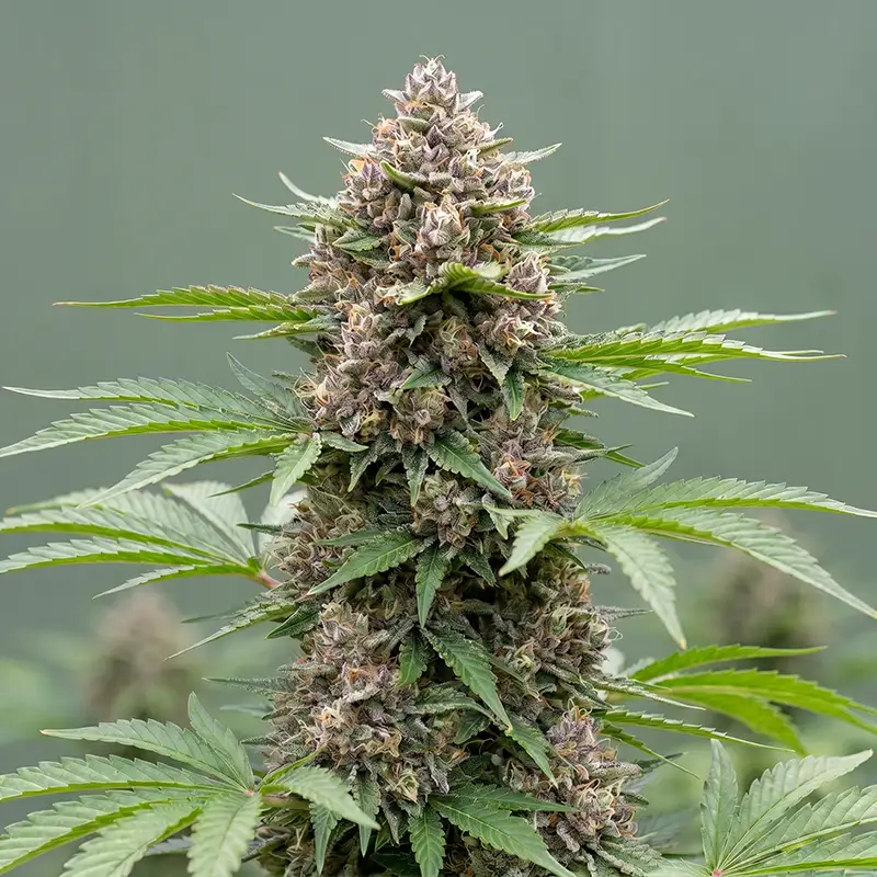 Gorilla Glue Autoflower Strain Cannabispflanze