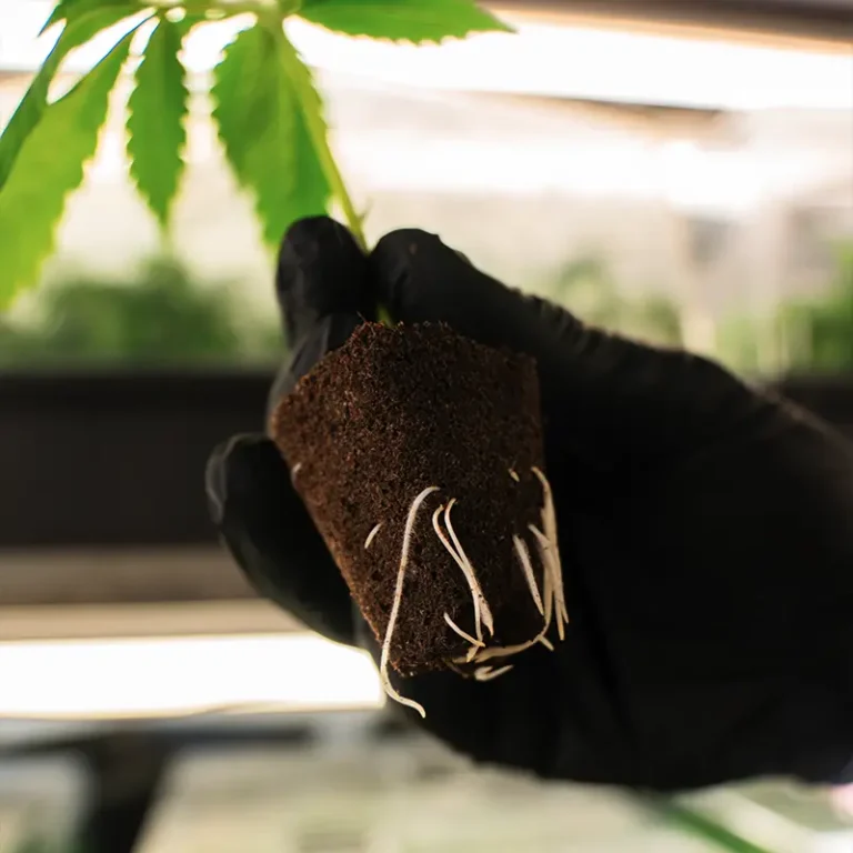 Hanfpflanzen kaufen: Gesunde Hanfstecklinge - Sativa, Indica & Hybrid