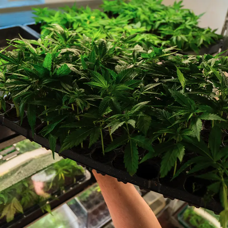 Hanfstecklinge kaufen im Cannabispflanzen Shop