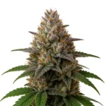 OG Kush Autoflower 🇺🇸