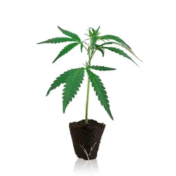 Rollex OG Kush Steckling kaufen – Cali-inspirierte OG Genetik, THC-reiche Cannabis Pflanze