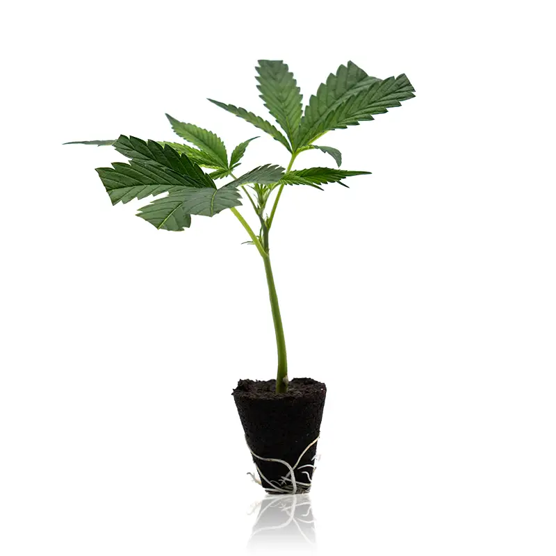 Permanent Marker Cannabis Steckling kaufen
