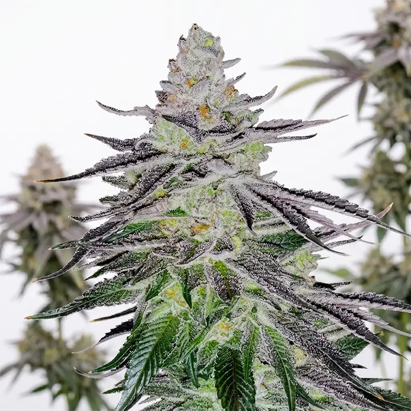 Permanent Marker Cannabispflanze in der Blüte