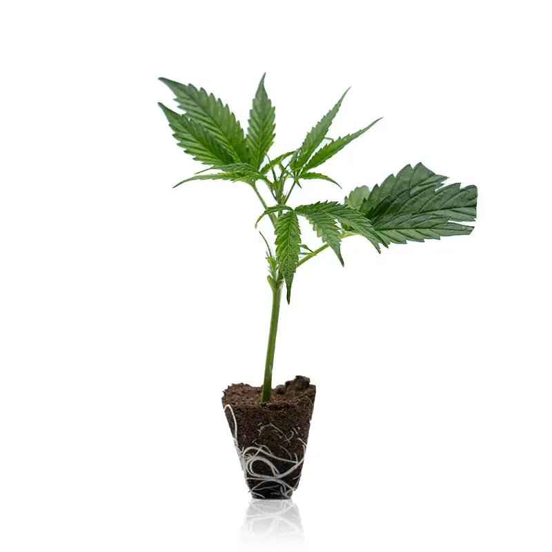 Mimosa x Orange Punch Steckling – fruchtiger Cali Strain mit bis zu 30% THC