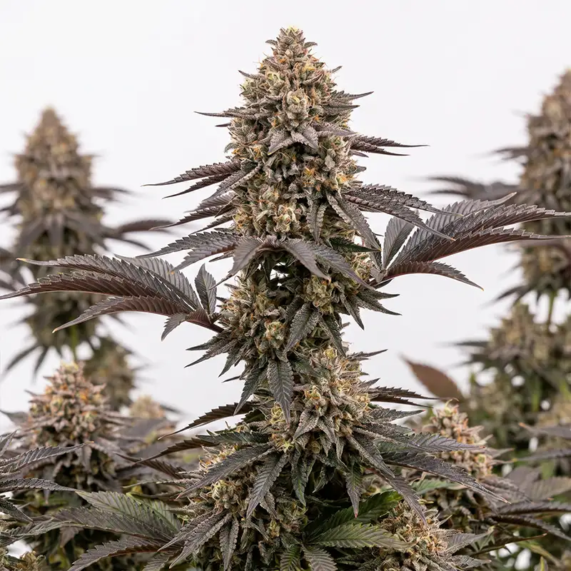 Mimosa x Orange Punch Strain Cannabispflanze
