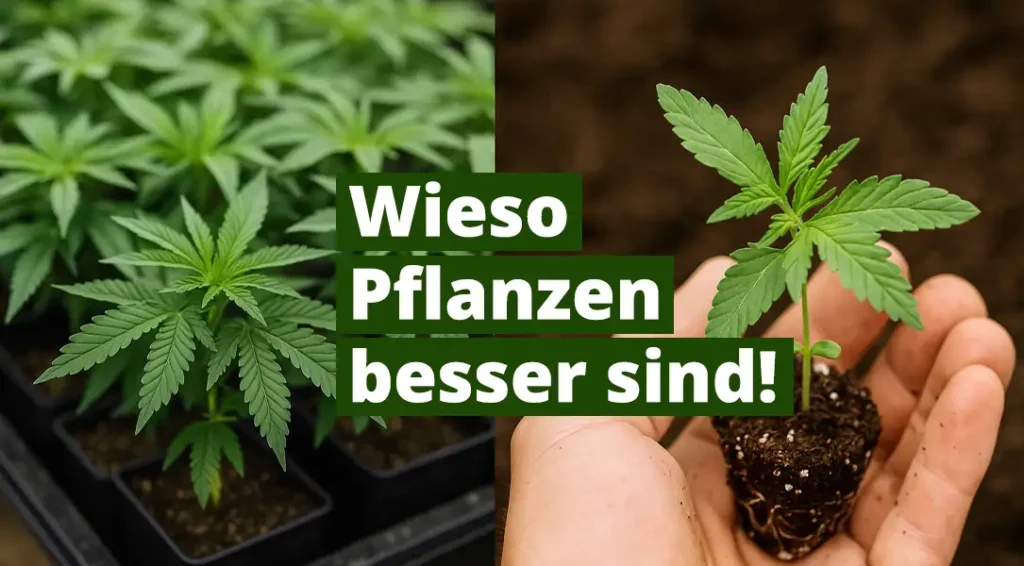Stecklinge kaufen statt Samen: Wieso Pflanzen so viel besser sind!