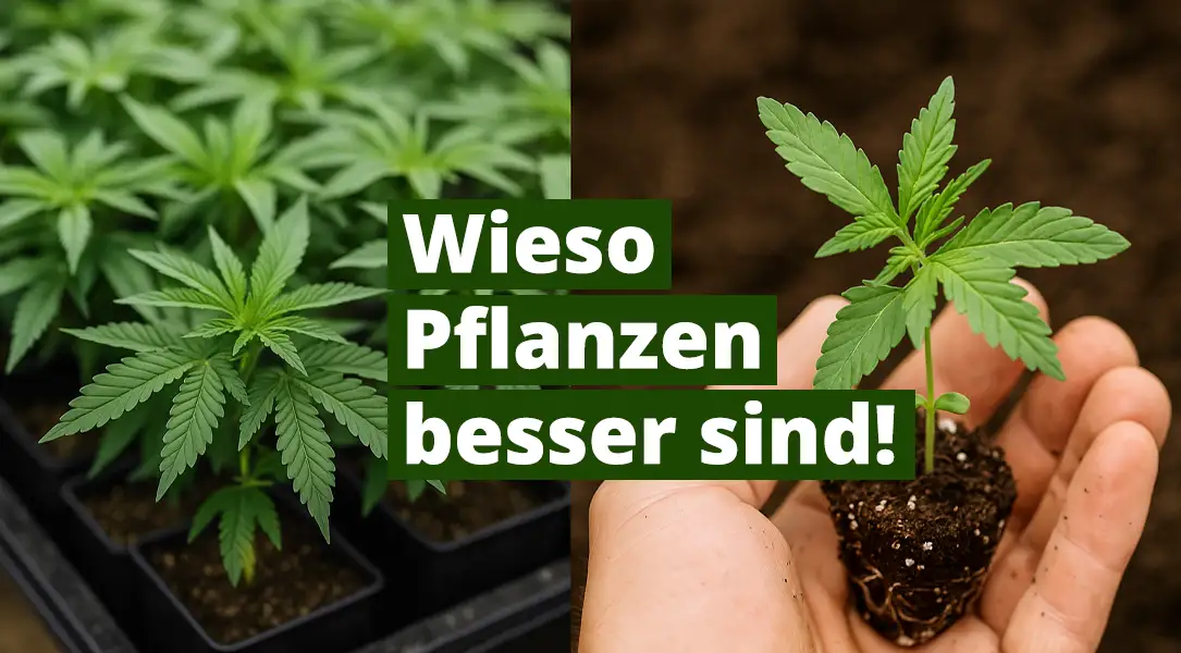 Stecklinge kaufen statt Samen: Wieso Pflanzen so viel besser sind!