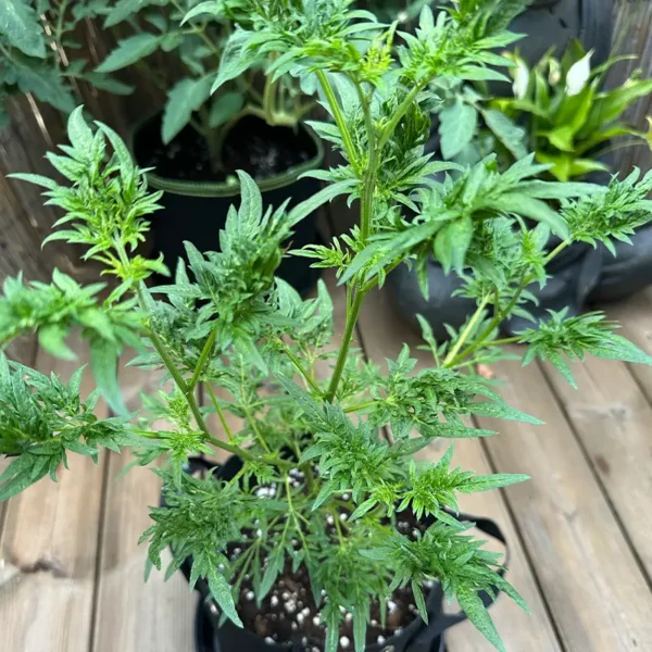Supafreak Cannabispflanze in der Wachstumsphase