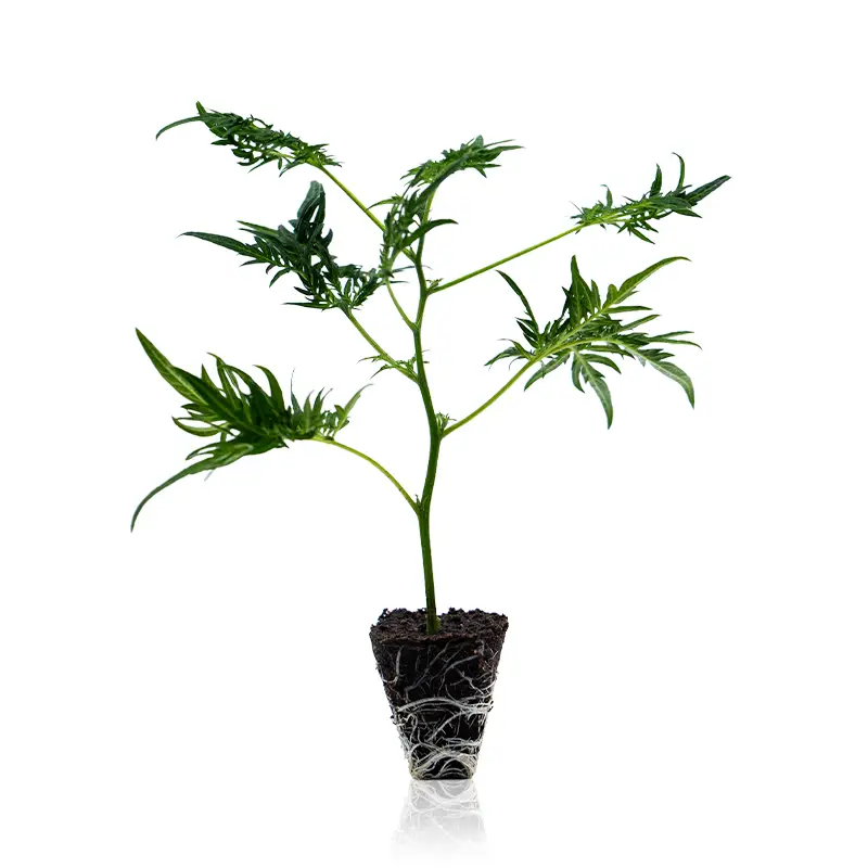 Super Freak Cannabispflanze