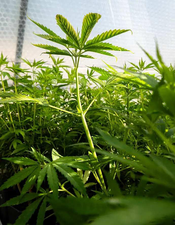 Gesunde Autoflower Stecklinge kaufen
