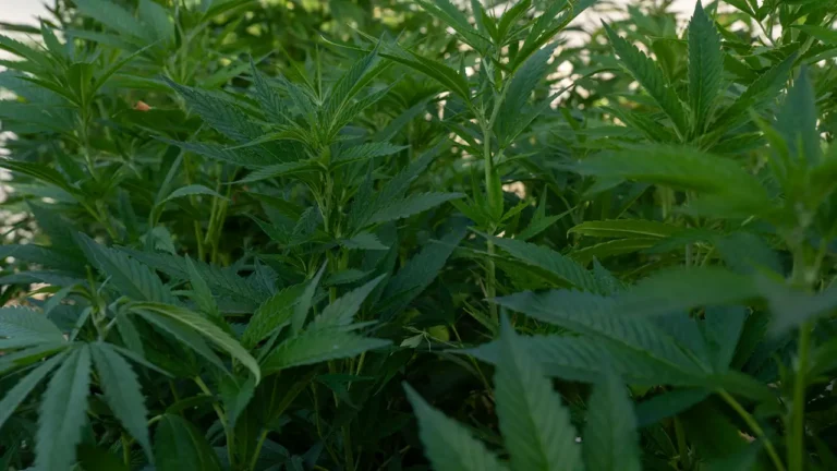 Cannabispflanzen ertragreich anbauen