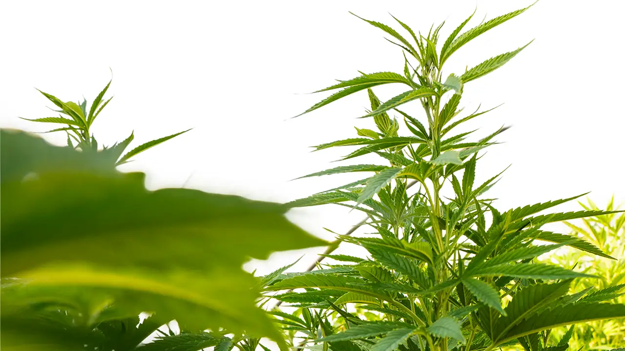 Cannabispflanzen die hoch wachsen