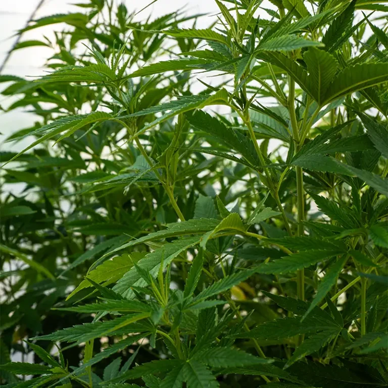 Cannabispflanzen kaufen & richtig pflegen