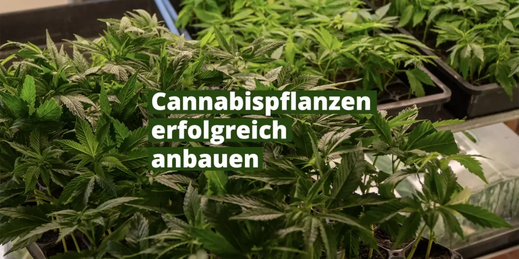 Cannabispflanzen kaufen und anbauen