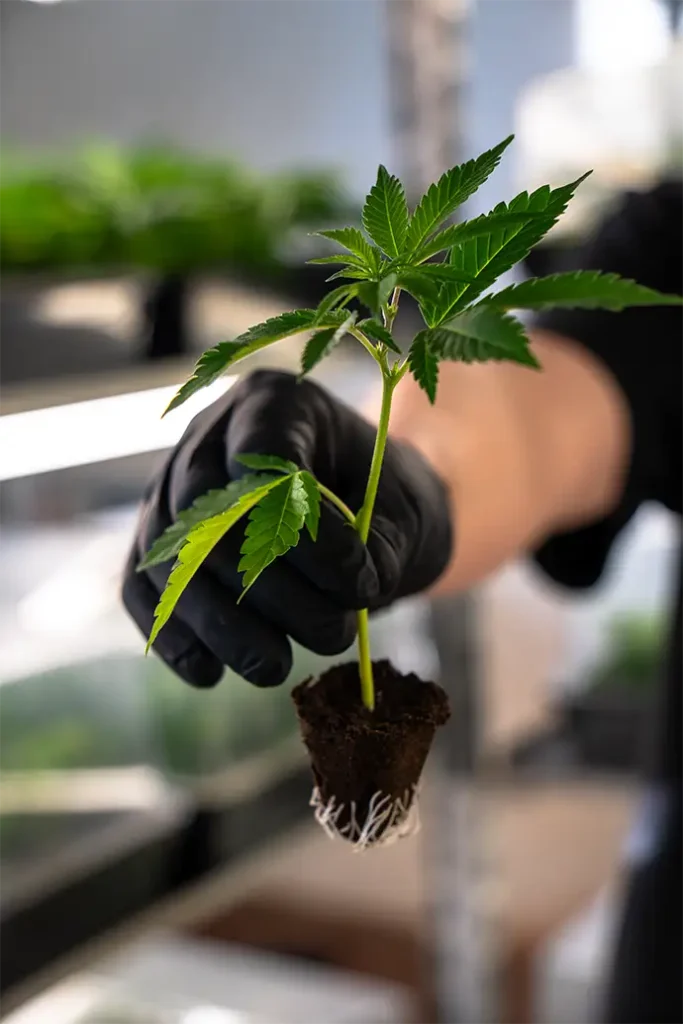 Hanfpflanzen kaufen im BubatzBuddy Onlineshop