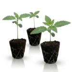 Autoflower Stecklinge Bestseller Set