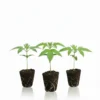 Autoflower Stecklinge Bestseller Set