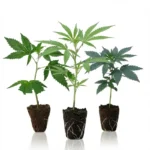 Bestseller Steckling Set