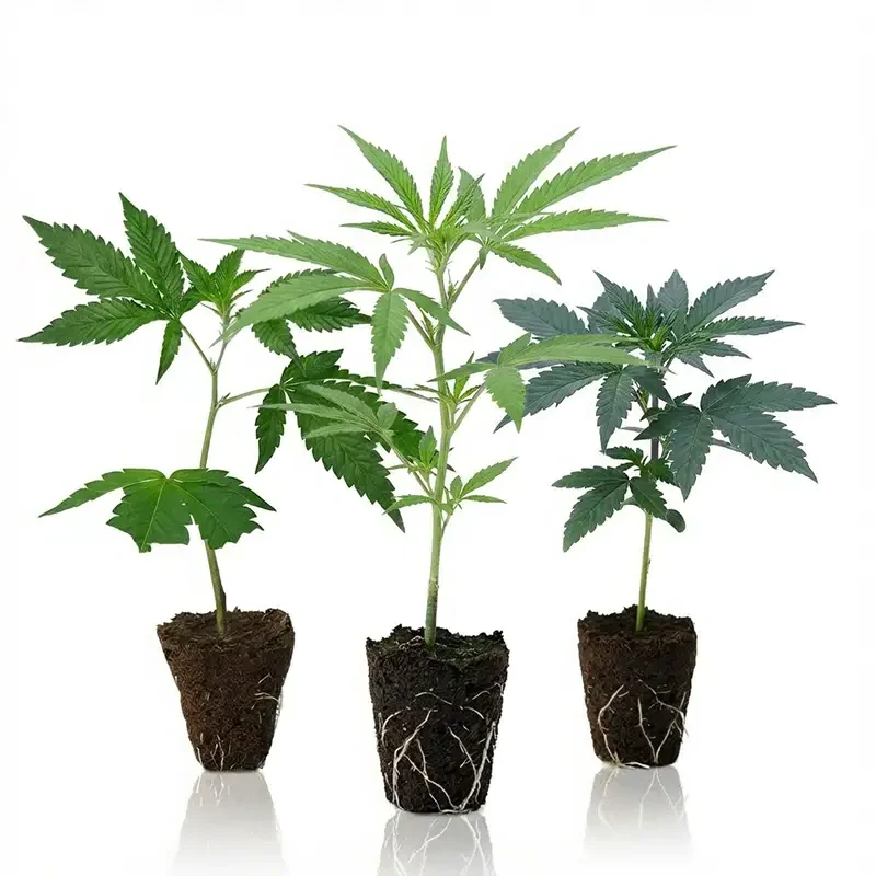 Bestseller Steckling Set