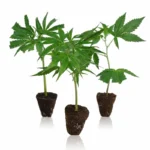 Bestseller Steckling Set