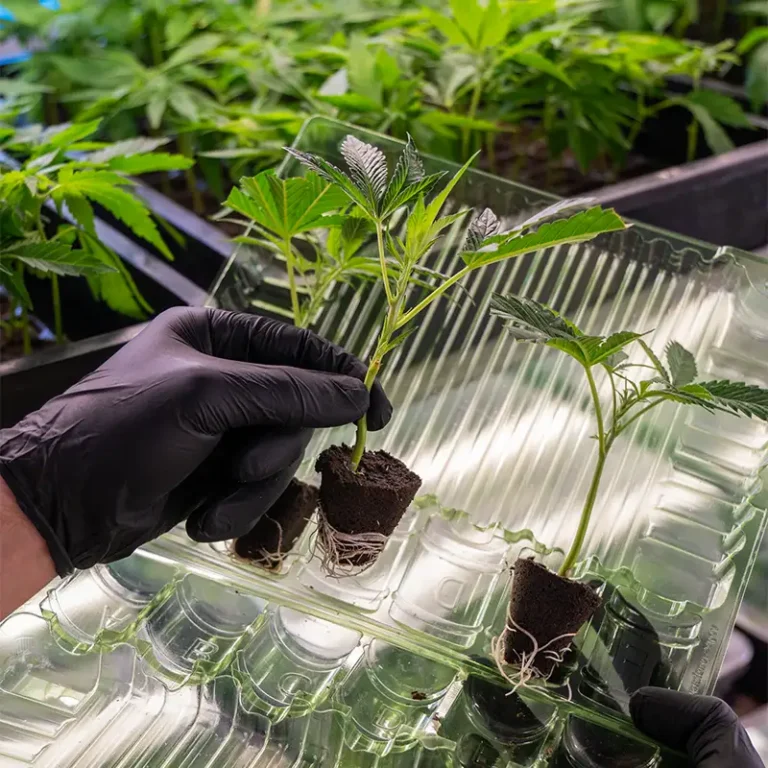 Hanfpflanzen kaufen mit Mengenrabatt