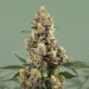 Bruce Banner Autoflower 🇺🇸