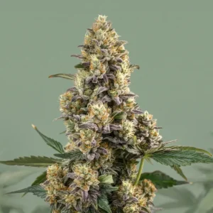 Bruce Banner Autoflower Strain Cannabispflanze