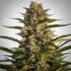 Gorilla Zkittlez Autoflower 🇺🇸