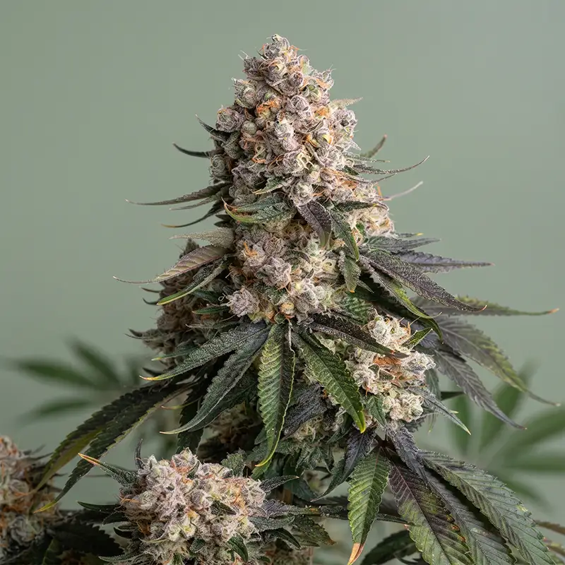 Jealousy Autoflower Strain Cannabispflanze