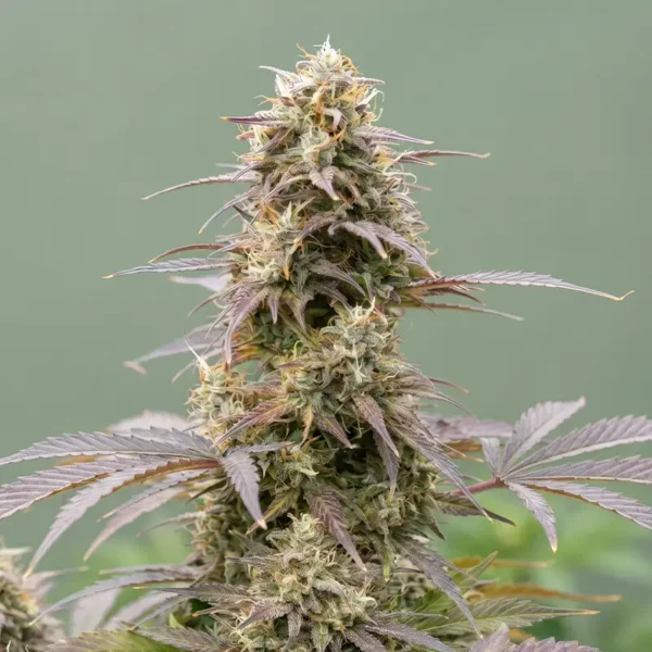 Strawberry Haze Autoflower Strain Cannabispflanze