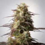 Strawberry Haze Autoflower