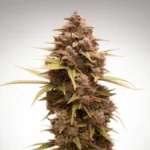 Sunset Sherbet Go Fast Autoflower 🇺🇸