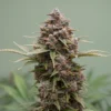 Sunset Sherbet Go Fast Autoflower 🇺🇸