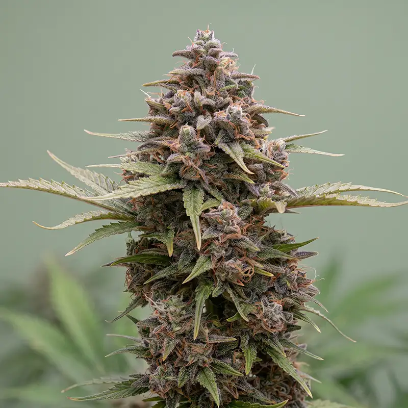 Sunset Sherbet Autoflower Strain Cannabispflanze