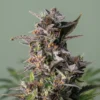 Watermelon Autoflower