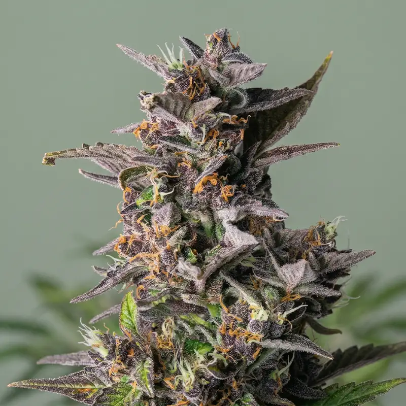 Watermelon Autoflower Strain Cannabispflanze