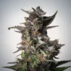 Watermelon Autoflower