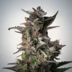 Watermelon Autoflower