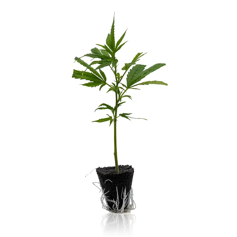 Pk Crasher Cannabis Steckling kaufen