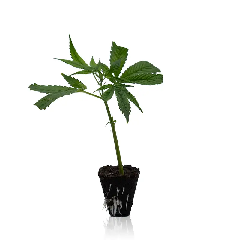 Triple Chocolate Chip Cannabis Steckling kaufen