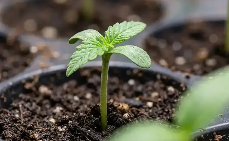 Autoflower Steckling in der Keimlingsphase