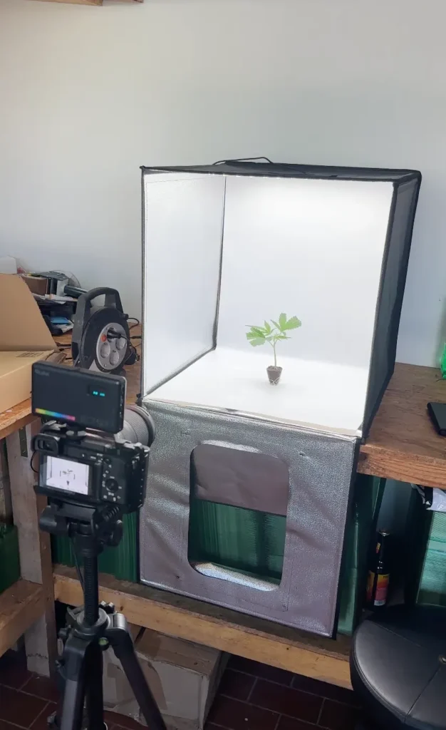Produktfoto eines Stecklings in der Fotobox für den BubatzBuddy Onlineshop