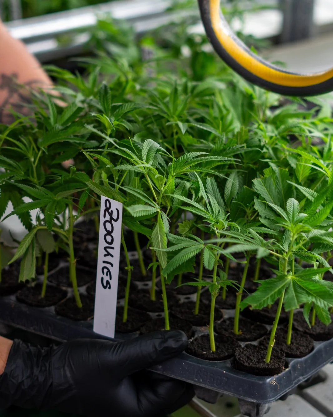 Schale mit frisch bewurzelten Cannabis Stecklingen bei BubatzBuddy