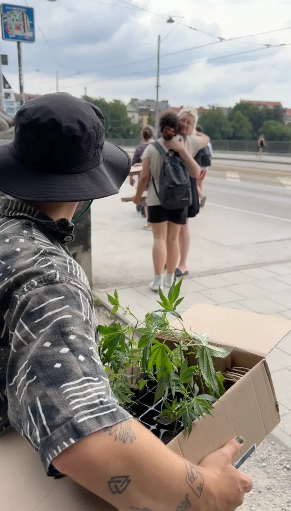 BubatzBuddy unterwegs in der Stadt mit einem Karton voller Stecklinge